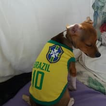 tenue de foot du brésil pour chien