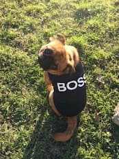 maillot boss pour petit chien