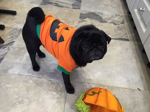 habit orange de chien pour halloween