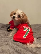 maillot foot portugais pour chien