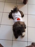 maillot été amour pour chien