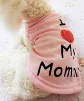 caniche en t-shirt rose