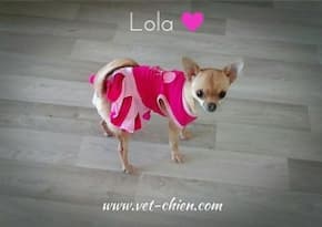 chihuahua en t-shirt jupon