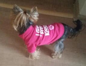 maillot free kisses pour chienne