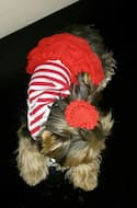 maillot avec froufrou pour chien