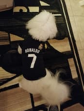 maillot joueur ronaldo pour chien