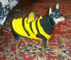 déguisement abeille rigolo pour chien