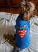 yorkshire porte débardeur superman