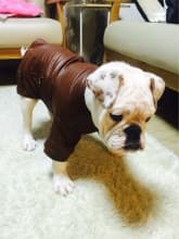 tenue cuir pour chien