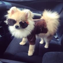 spitz habillé en cuir