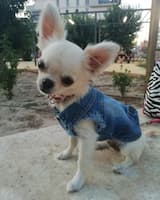 tenue en jean pour petit chien