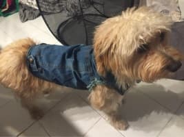 chien qui porte une veste en jean