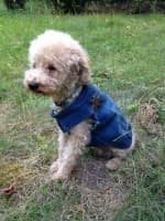 veste denim délavée pour chien