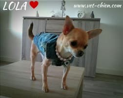 chihuahua habillé en veste de jean