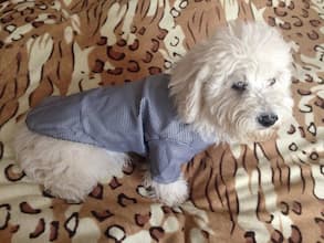 veste habillée pour petit chien