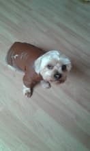 veste cuir marron pour chien