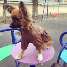 look cuir pour chien