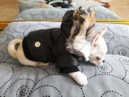 doudoune pour chihuahua