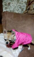 doudoune fourrée pour chihuahua