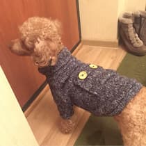 pull-over en laine tricoté pour caniche