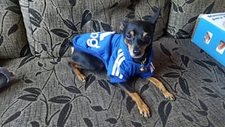 pinscher en sweat bleu