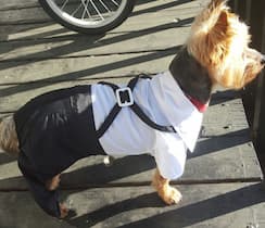 costume chemise pour chien