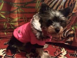 manteau rembourré pour petit chien