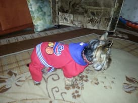 vêtement de sport pour chien