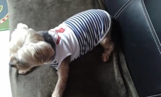 t-shirt de marine pour chien