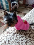 pull fraise rose pour petit chien