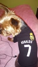 tee-shirt noir de football pour chien