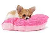 chihuahua coucher sur un coussin