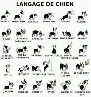 postures et langage canin
